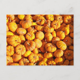 Cartão Postal Cartão-postal Mini Pumpkins