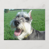 Cartão-postal Mini Schnauzer