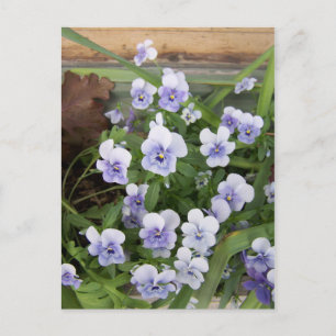 Cartão Postal Cartão-postal Mini Violetas Roxo