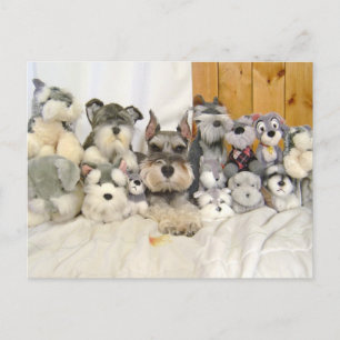 Cartão Postal Cartão-postal Miniatura Schnauzer