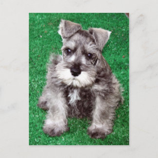 Cartão Postal Cartão-postal Miniatura Schnauzer
