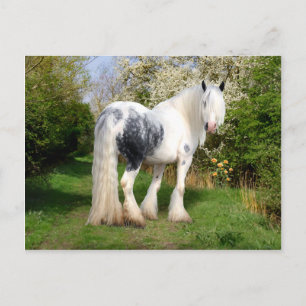 Cartão Postal Cartão-postal "Mirabeau"