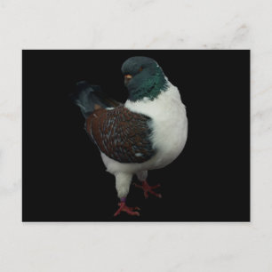 Cartão Postal Cartão-postal Modena Pigeon
