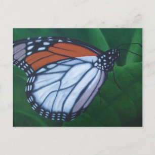 Cartão Postal Cartão-postal Monarca