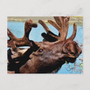 Cartão Postal Cartão-postal Moose