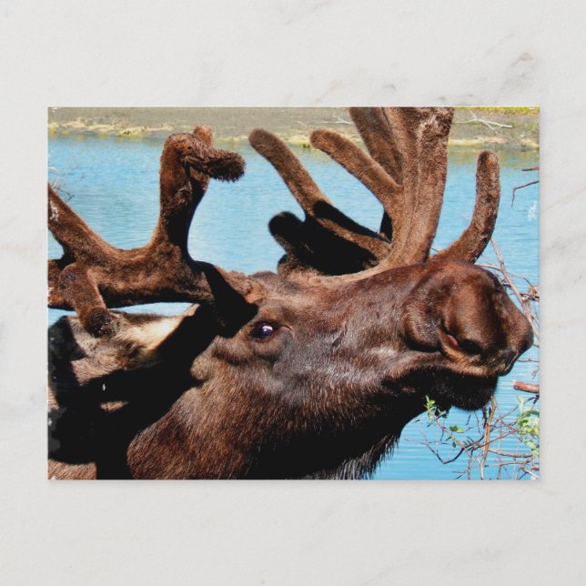 Cartão Postal Cartão-postal Moose (Frente)