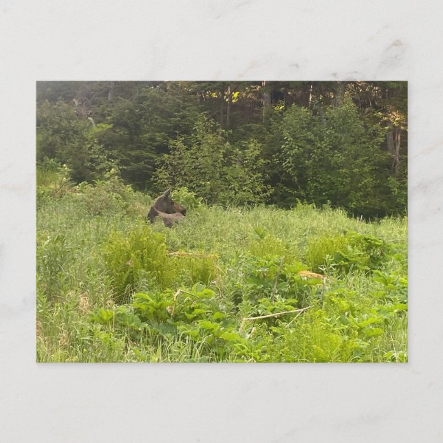Cartão Postal Cartão-postal Moose em repouso (Frente)
