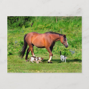 Cartão Postal Cartão-postal "Morning Stroll"