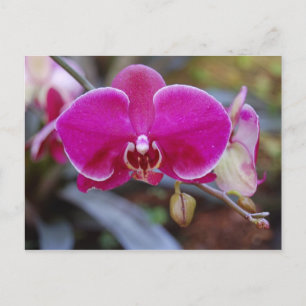 Cartão Postal Cartão-postal Moth Orchid