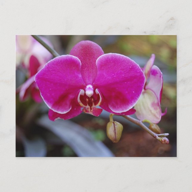 Cartão Postal Cartão-postal Moth Orchid (Frente)