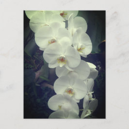 Cartão Postal Cartão-postal Moth Orchid