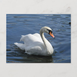 Cartão Postal Cartão-postal Mudo Swan
