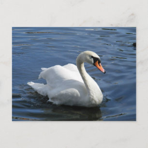Cartão Postal Cartão-postal Mudo Swan