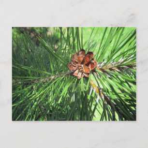 Cartão Postal Cartão-postal Mugo Pine