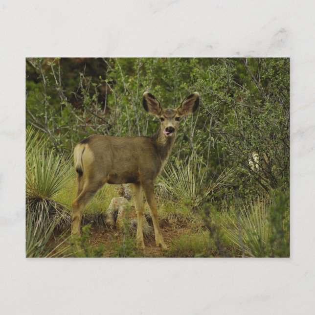 Cartão Postal Cartão-postal Mule Deer Raspberry (Frente)