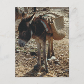 Cartão Postal Cartão-postal Mule do Marrocos