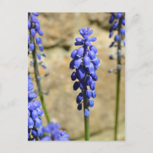 Cartão Postal Cartão-postal Muscari Grape Hyacinth