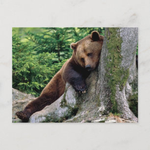 Cartão Postal Cartão-postal nº 10 do Brown Bear Wildlife Restf