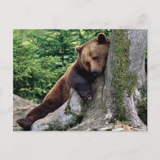 Cartão Postal Cartão-postal nº 10 do Brown Bear Wildlife Restful (Frente)