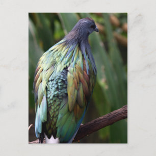 Cartão Postal Cartão-postal Nicobar Pigeon Bird