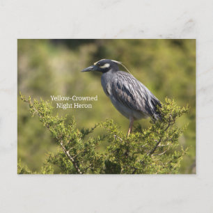 Cartão Postal Cartão-postal Noturno Amarelo Heron