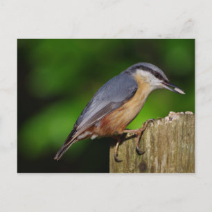 Cartão Postal Cartão-postal Nuthatch