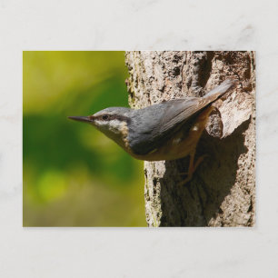 Cartão Postal Cartão-postal Nuthatch