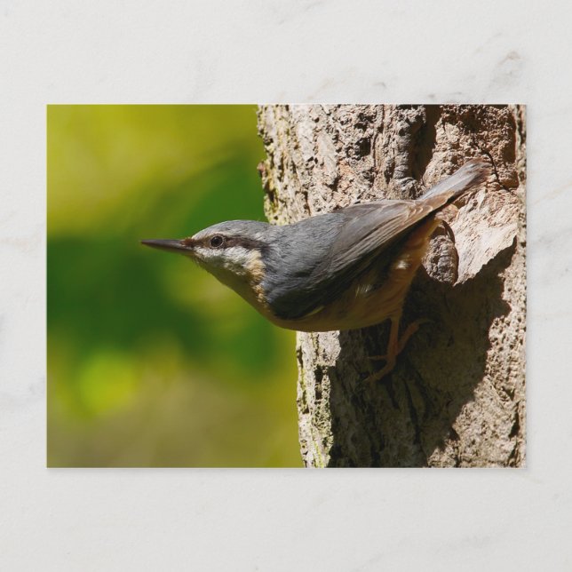 Cartão Postal Cartão-postal Nuthatch (Frente)