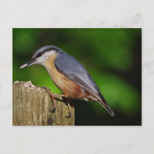 Cartão Postal Cartão-postal Nuthatch
