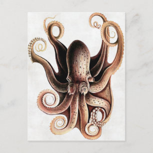 Cartão Postal Cartão-postal Octopus