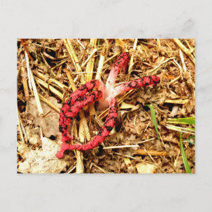 Cartão Postal Cartão-postal Octopus Stinkhorn