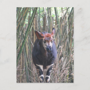 Cartão Postal Cartão-postal Okapi