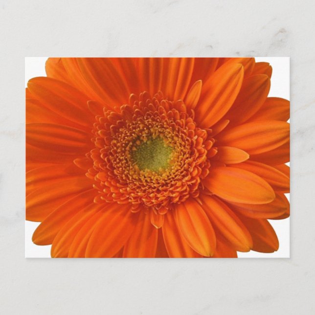 Cartão Postal Cartão-postal Orange Daisy (Frente)