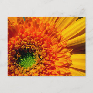 Cartão Postal Cartão-postal Orange Daisy