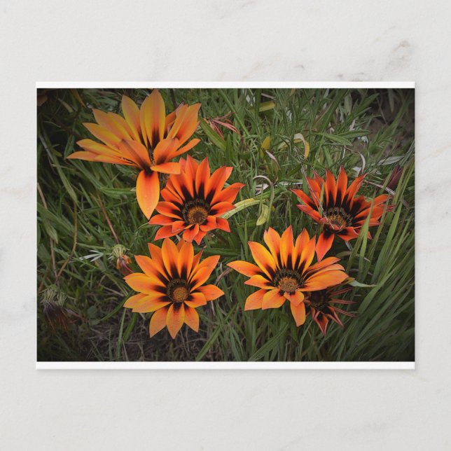 Cartão Postal Cartão-postal Orange e Black Gazanias (Frente)