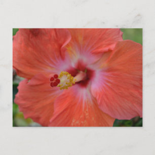 Cartão Postal Cartão-postal Orange Hibiscus