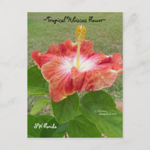 Cartão Postal Cartão-postal Orange Hibiscus Flor Flórida Spiegel