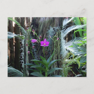 Cartão Postal Cartão-postal Orchid