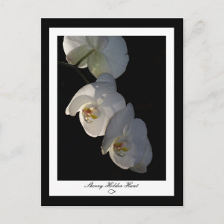 Cartão Postal Cartão-postal Orchid 002