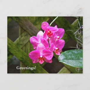 Cartão Postal Cartão-postal - Orquídea