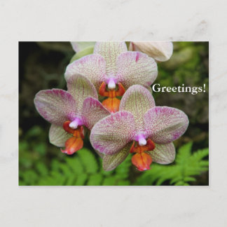 Cartão Postal Cartão-postal - Orquídea