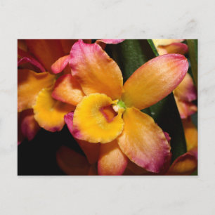 Cartão Postal Cartão-postal Orquídeo Exótico