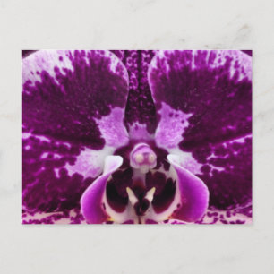 Cartão Postal Cartão-postal Orquídeo Roxo