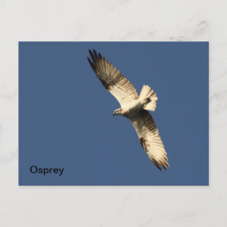 Cartão Postal Cartão-postal Osprey