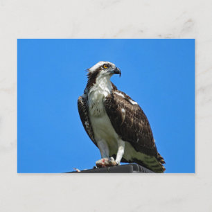 Cartão Postal Cartão-postal Osprey