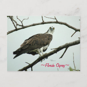 Cartão Postal Cartão-postal Osprey da Flórida