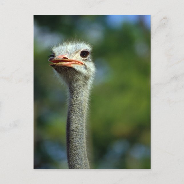 Cartão Postal Cartão-postal Ostrich (Frente)