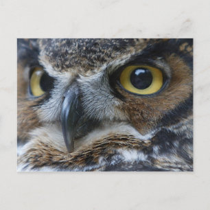 Cartão Postal Cartão-postal Owl Eyes Wildlife