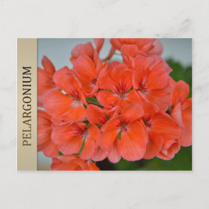 Cartão Postal Cartão-postal PAC Bergpalais Pelargonium