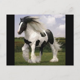 Cartão Postal Cartão-postal Paint Horse